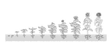 Agrarian Organic Sunflower from the seed stage plant growing White Background Gray clipart