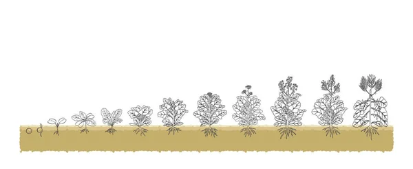白い背景を育てる種子段階植物からのアグラリアン有機菜種 — ストックベクタ