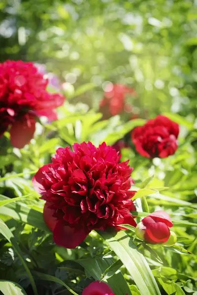 Graziosi Fiori Peonia Natura Estiva Giardino — Foto Stock