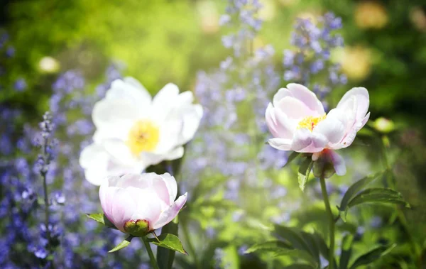 Hübsche Sommerblumen Sommerliche Natur Garten — Stockfoto