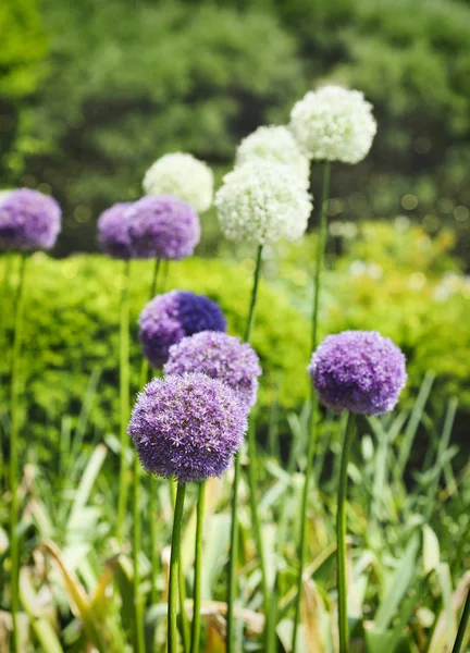 Flores Cebolla Alium Púrpura Blanca —  Fotos de Stock