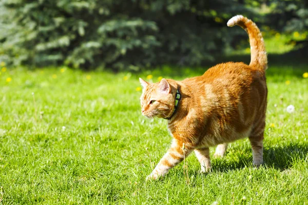 绿色草地上花园里的红猫 — 图库照片