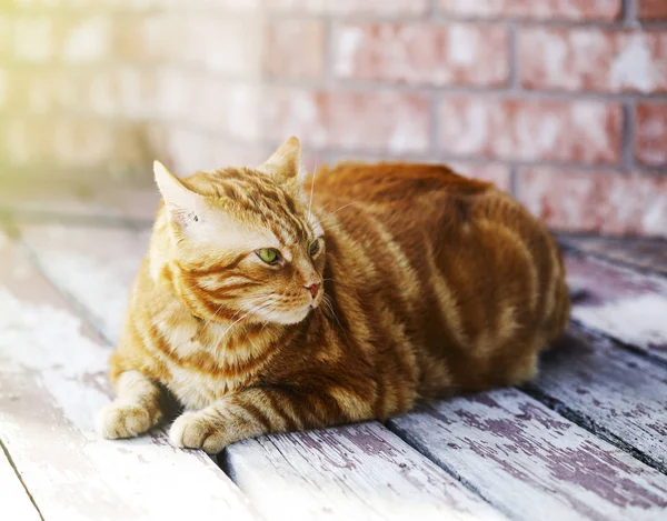 Ładny Kot Imbir Leżącego Drewnianej Podłodze Zbliżenie — Zdjęcie stockowe