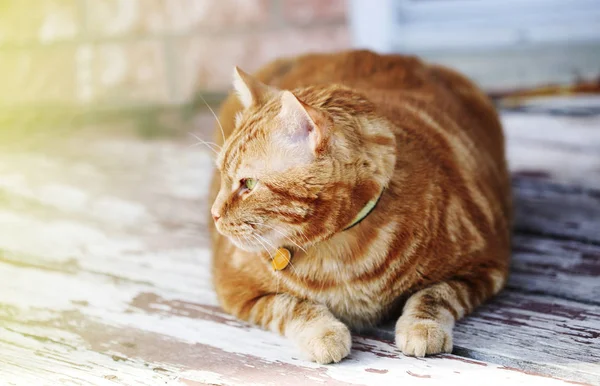 Ładny Kot Imbir Leżącego Drewnianej Podłodze Zbliżenie — Zdjęcie stockowe