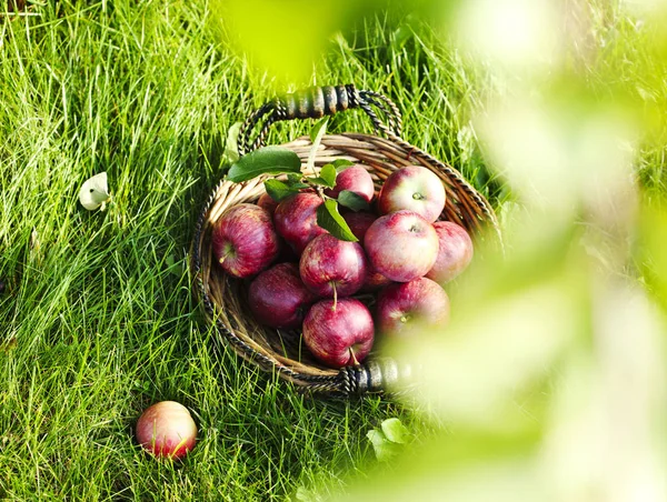 绿草篮子里新鲜的红苹果 — 图库照片