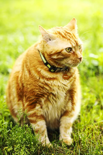 Czerwony Kot Tle Zieleni — Zdjęcie stockowe