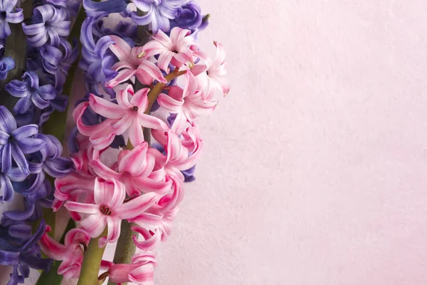 Ζουμπούλια. Ανοιξιάτικα λουλούδια. Φόντο άνοιξη, Χώρος αντιγραφής — Φωτογραφία Αρχείου