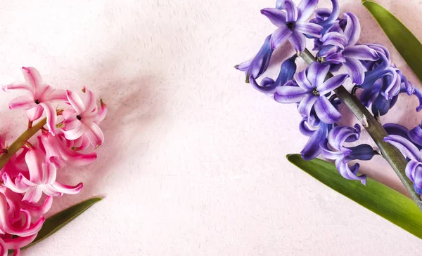 Hyacinty. Jarní květiny na růžovém pozadí — Stock fotografie