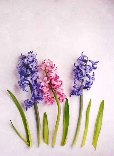 Hiacintos. Flores de primavera em fundo rosa — Fotografia de Stock