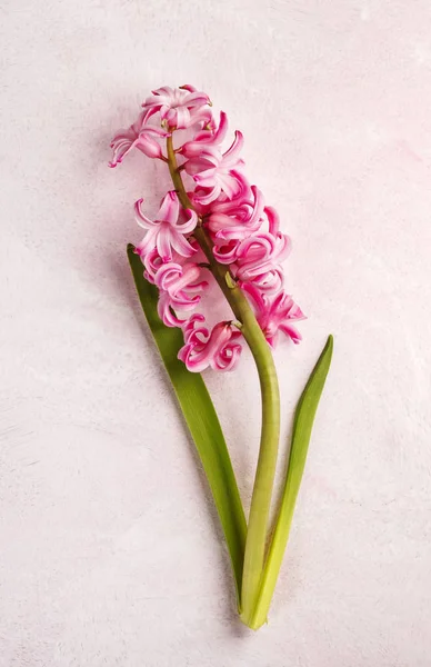 Hyacinty. Jarní květiny na růžovém pozadí — Stock fotografie