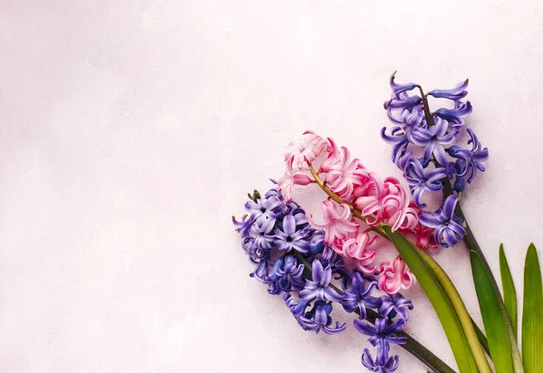 Hyacinty. Jarní květiny na růžovém pozadí — Stock fotografie