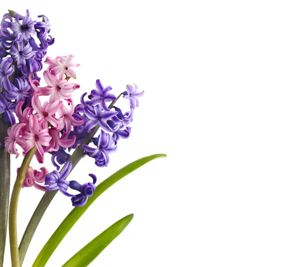 Hyacinty. Jarní květiny izoloval na bílém pozadí — Stock fotografie