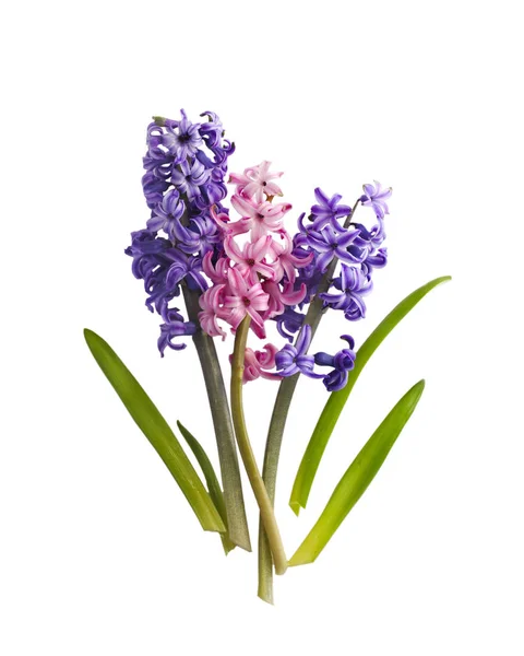 Hyacinty. Jarní květiny izoloval na bílém pozadí — Stock fotografie