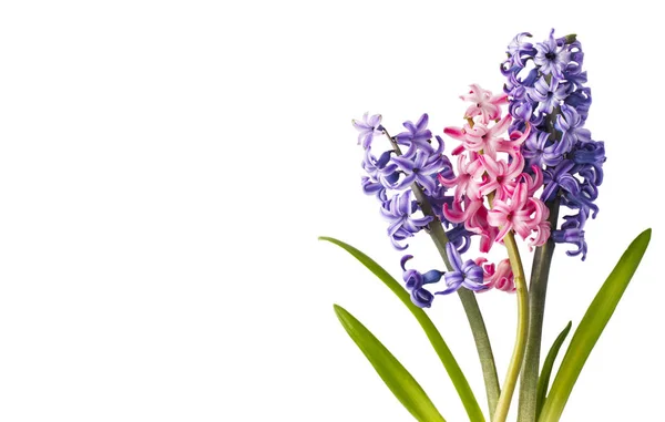 Hyacinty. Jarní květiny izoloval na bílém pozadí — Stock fotografie