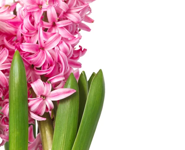 Pink Jácintok. Tavaszi virágokra izolatos fehér háttér — Stock Fotó