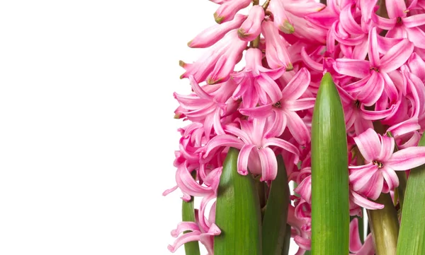 핑크 히 흰색 바탕에 봄 꽃을 격리 — 스톡 사진