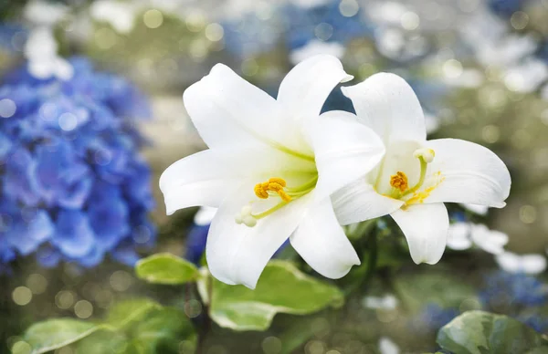 Beautiful Lily flowers in garden — 스톡 사진