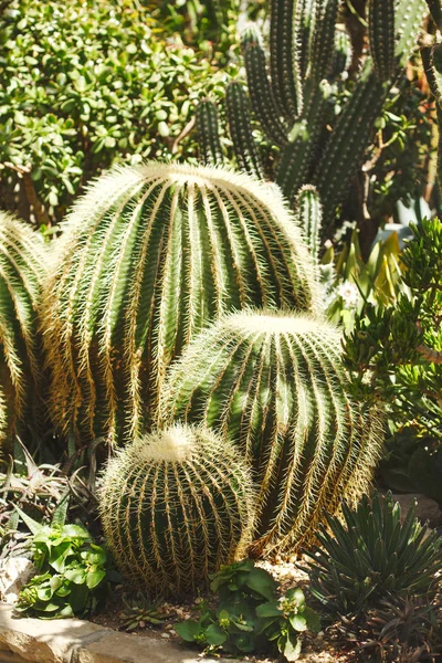 Echinocatus grusonii oder Goldfasskaktus in den Gärten und — Stockfoto