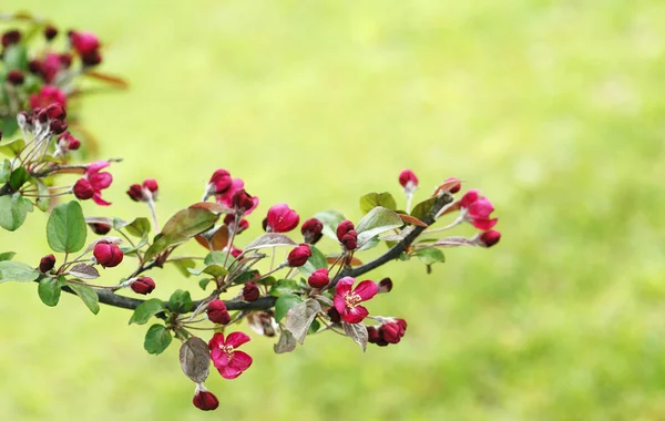 Des fleurs de pommiers sauvages fleurissent. Nature fleurs fond — Photo