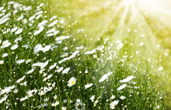 Chamomile polní květiny. Letní květiny. Krásná louka. Summe — Stock fotografie