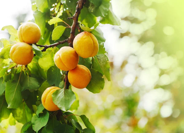 Stelletje rijpe abrikozen in zonlicht — Stockfoto