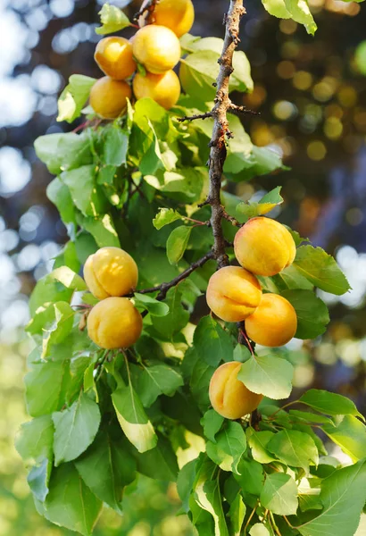 Bouquet d'abricots mûrs au soleil — Photo