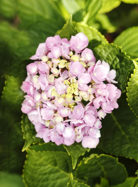 Blooming pink flowers on green background — Stock Photo, Image