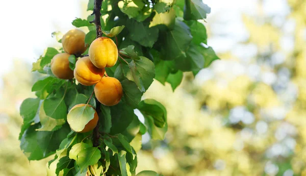 Bouquet d'abricots mûrs au soleil — Photo