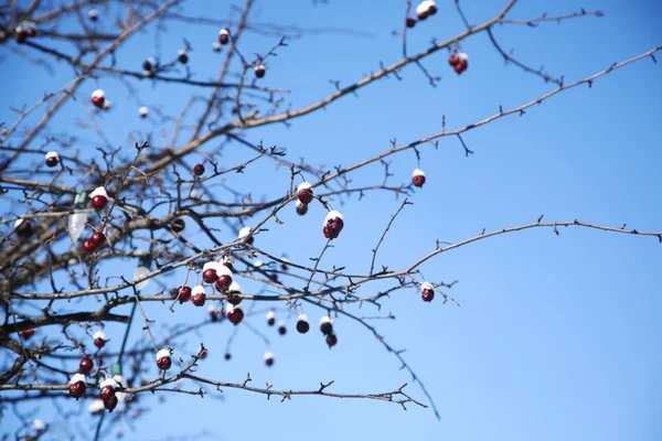 Branches congelées de petites pommes recouvertes de neige contre le bleu — Photo