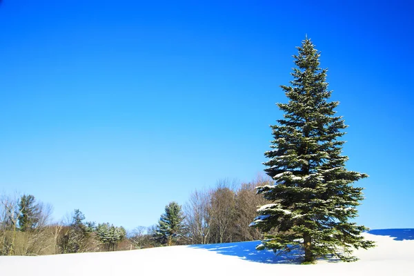 Kışın köknar ağacı. Kış manzarası. — Stok fotoğraf