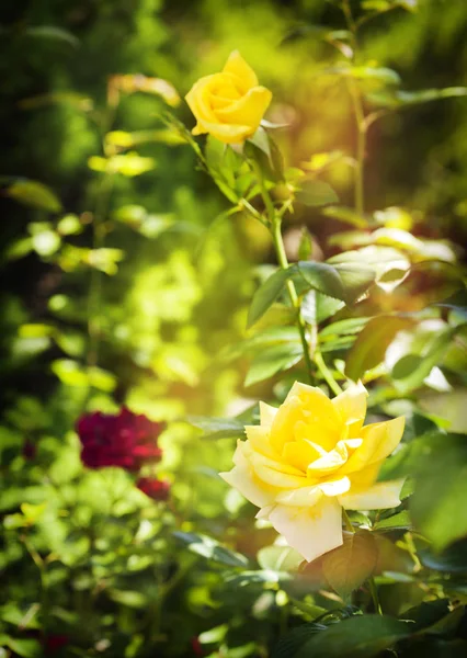 Rosen auf einem Busch in einem Garten. — Stockfoto