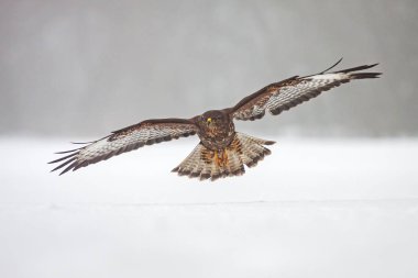 Vahşi şahin, Buteo buteo, karların üzerinde uçuyor.