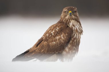Uyarı ortak şahin, Buteo buteo, kışın kar üzerinde oturan.