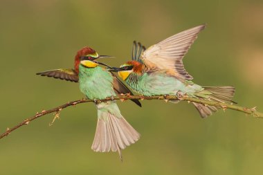 Two european bee-eaters, merops apisater, fighting on a perch.