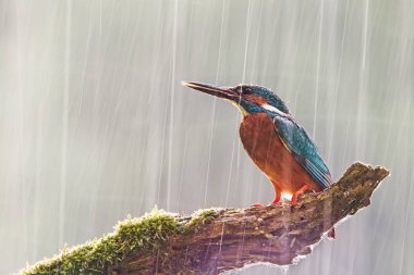 Erkek ortak arası kingfisher arkadan parlayan güneş ile şiddetli yağmur.