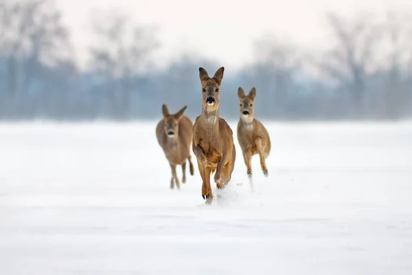 Tres ciervos corriendo en nieve profunda — Foto de Stock