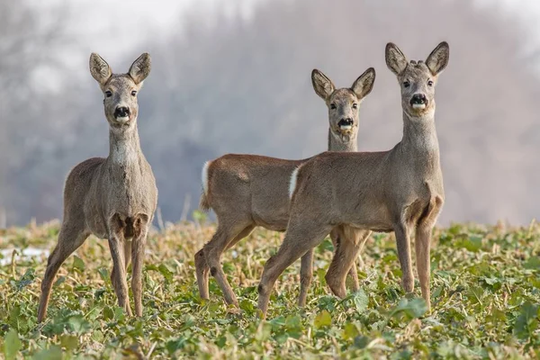 Roe deer herd in spring — Stock Photo, Image