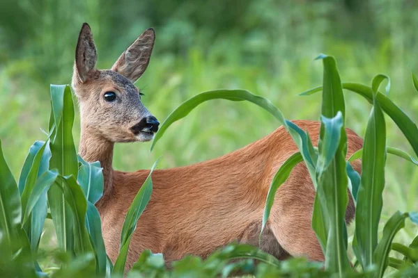 Retrato Corça Corça Fêmea Verão Close Animal Selvagem Com Cores — Fotografia de Stock