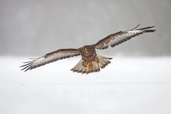 Vahşi şahin, Buteo buteo, karların üzerinde uçuyor.