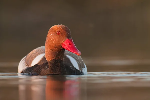 Red-crested Pochard, netta rufna, in the evening light. — Stock Photo, Image