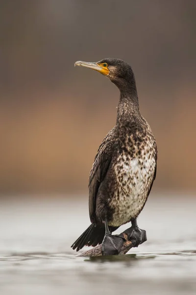 Great Cormorant, Phalacrocorax carbo, sitting on a perch just above water level. — Stock Photo, Image