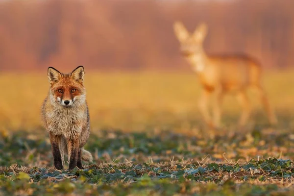 Raposa macho em pé no campo e assistindo, corça veado andando no fundo . — Fotografia de Stock