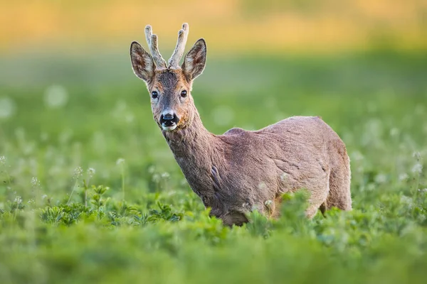 Curious roe deer, capreolus capreolus, buck in spring on fresh green field. — Stock Photo, Image