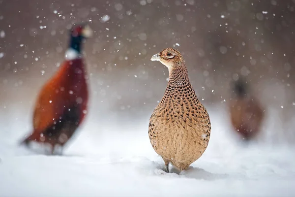Three common pheasants, Phasianus colchicus. in winter during snowfall — Stock Photo, Image
