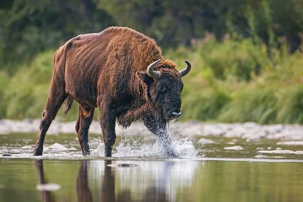 Huge bull of european bison, bison bonasus, crossing a river. — ストック写真
