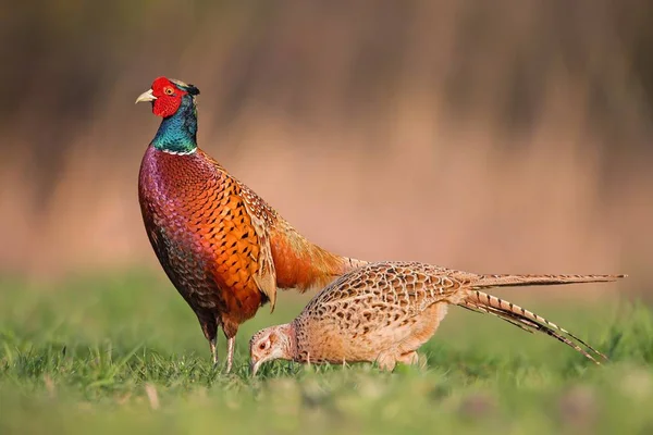 Fagiano comune maschio, Phasianus colchicus, che mostra davanti alla femmina — Foto Stock