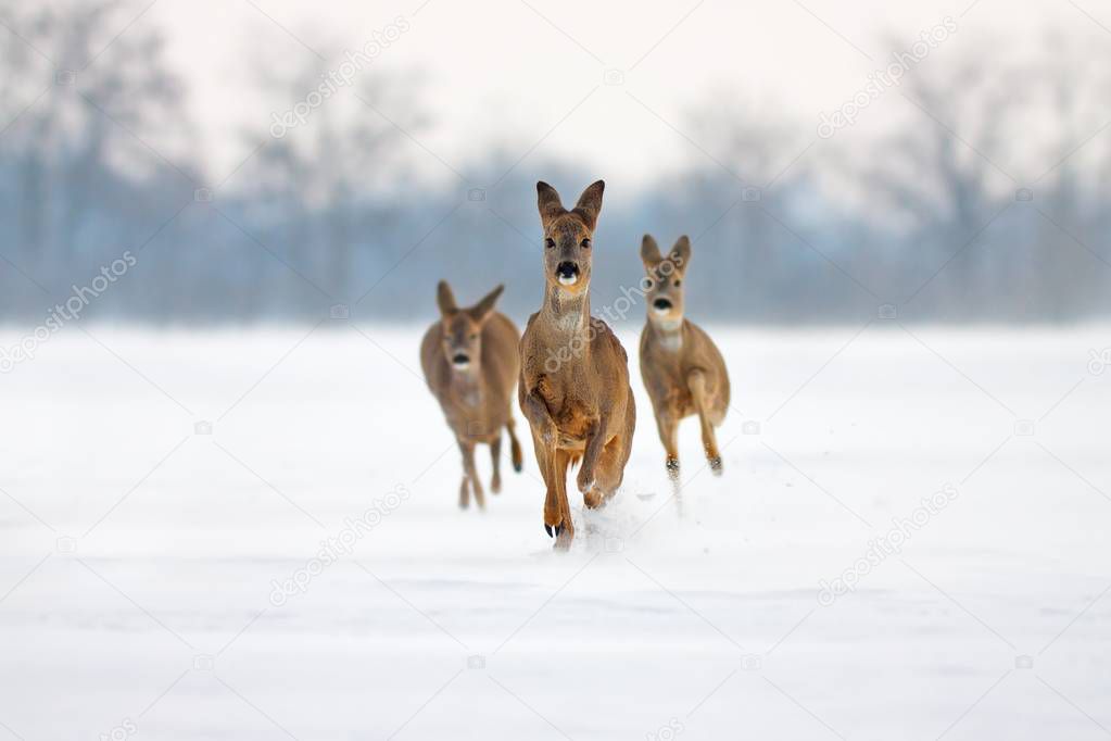 Three running deer in deep snow