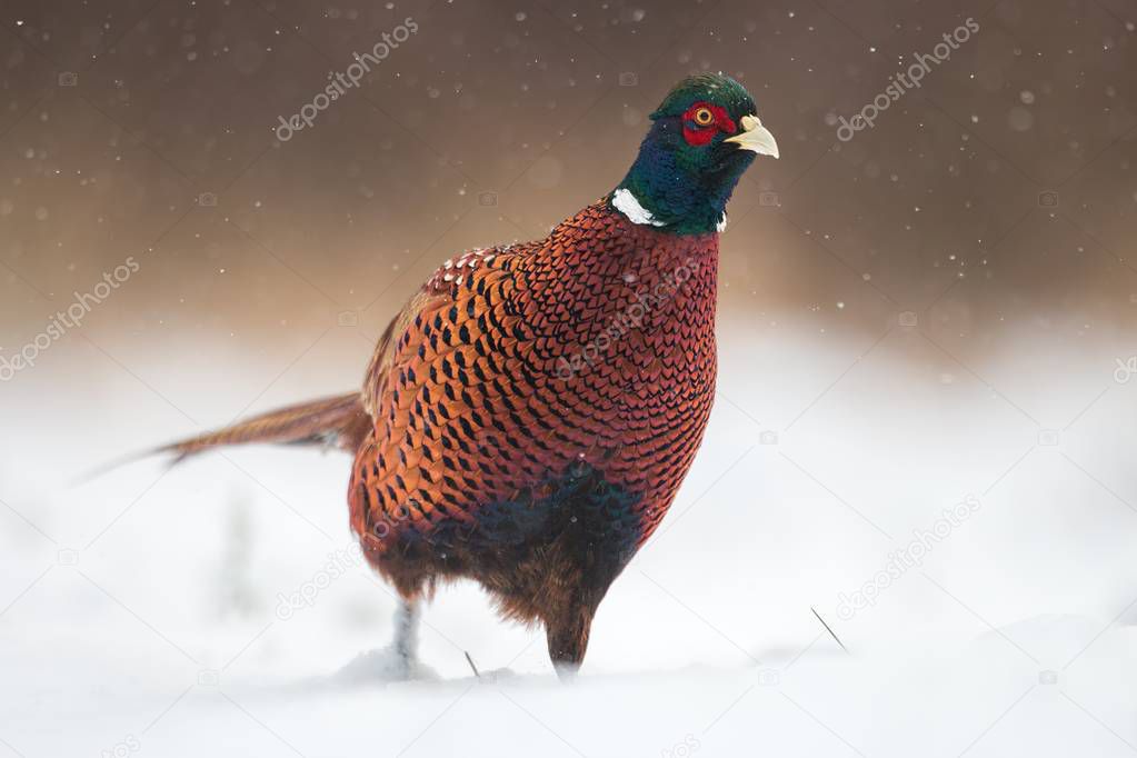 Male common pheasants, Phasianus colchicus. walking through a snow in winter.