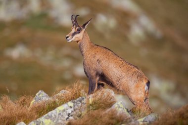 Chamois, rupicapra rupicapra yüksek dağlarda buzlu görkemli ayakta,.