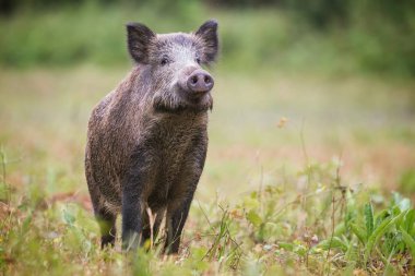 Meraklı yaban domuzu, sus scrofa, hayfield ışığında tehlike için koklama.